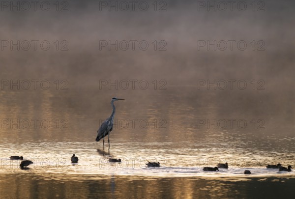 Grey heron (Ardea cinerea) stands in warm morning light in the shallow water zone of a lake, clouds