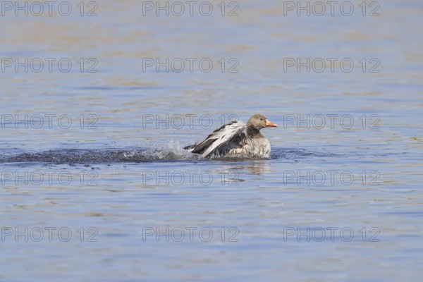 Greylag goose (Anser anser), flapping its wings on a pond, Wagbachniederung nature reserve,