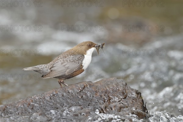 White-throated Dipper (Cinclus cinclus) standing with prey on a stone in the middle of a stream,