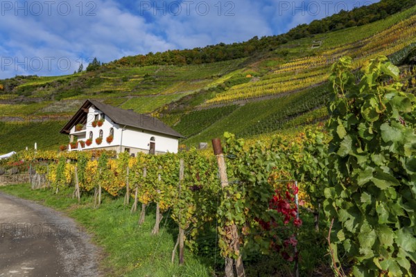 Vineyards in autumn in the middle Ahr valley, near Mayschoß, Mönchberger Hof winery,