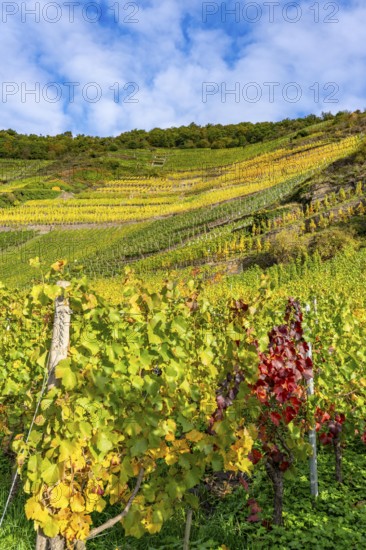 Vineyards in autumn in the central Ahr valley, near Mayschoß, at the Mönchberger Hof winery,