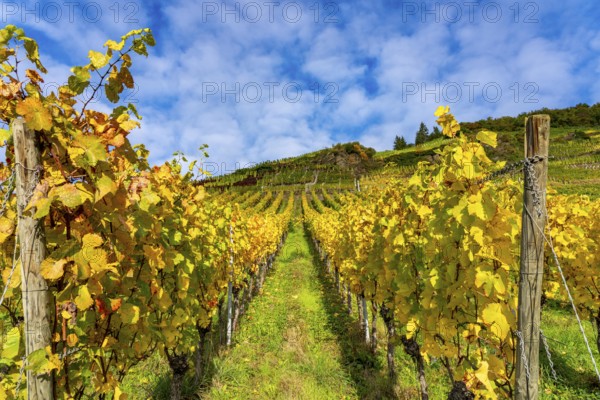 Vineyards in autumn in the central Ahr valley, near Mayschoß, at the Mönchberger Hof winery,