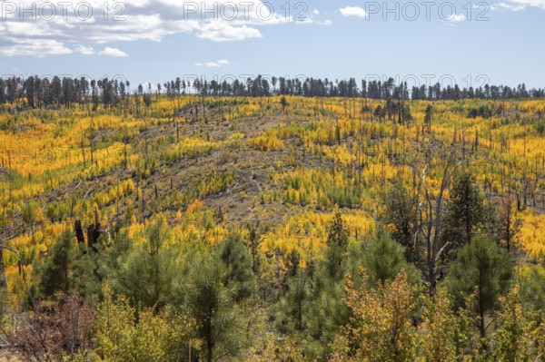 Jacob Lake, Arizona - Aspens show their brilliant fall colors as they revegetate the area burned by