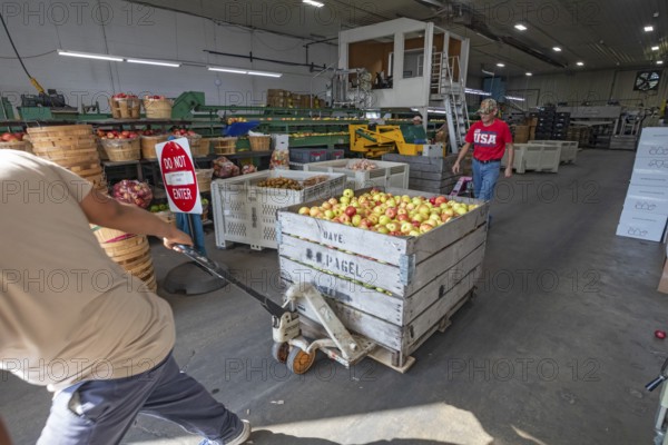 Berrien Springs, Michigan - Fresh apples are sorted and packed at Hildebrand Fruit Farms. Michigan