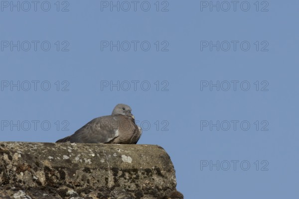 Wood pigeon (Columba palumbus) juvenile baby squab bird resting on an urban house roof, England,