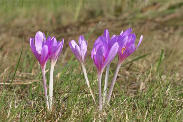 Autumn crocus (Colchicum autumnale), half-opened flowers in a meadow, endangered, protected