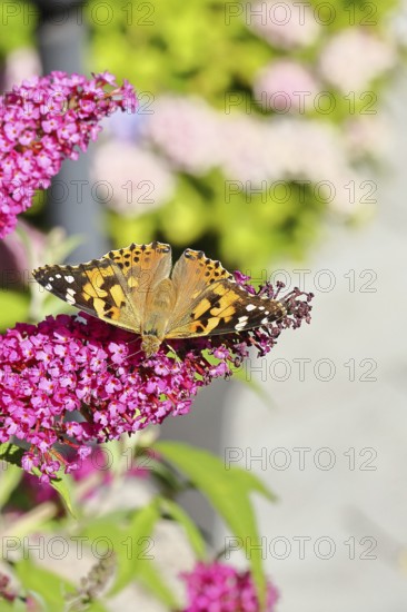 Thistle butterfly (Vanessa cardui) on a Buddleja davidii flower, Wilnsdorf, North Rhine-Westphalia,