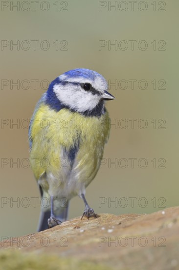 Blue tit (Parus caeruleus), sitting on a stone on the forest floor, Wilnsdorf, North