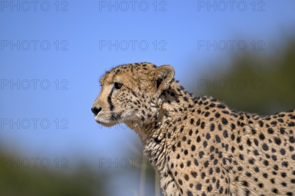 Cheetah (Acinonyx jubatus) at the Field Conservation Centre and Reserve of the Cheetah Conservation