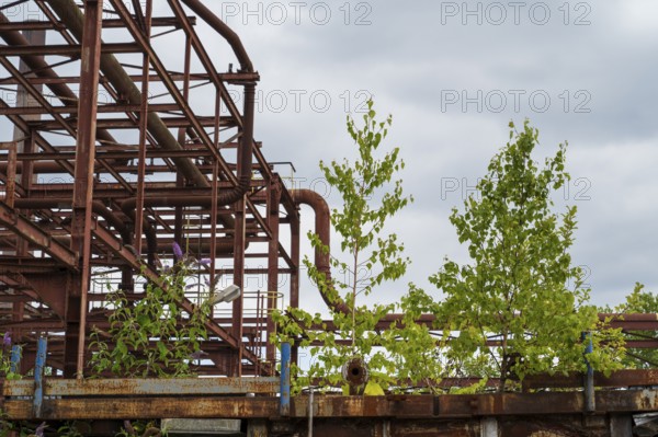 Birch trees next to pipe scaffolding, Zollverein coking plant, UNESCO World Heritage Site, Essen,