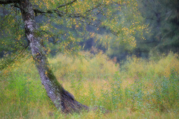 Birch (Betula), birch family (Betulaceae), autumn colours, autumn, Palatinate Forest,
