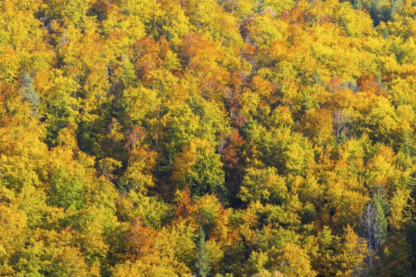 Mixed forest in autumn colours, autumn, Danube valley, Thiergarten, Upper Danube nature park Park,