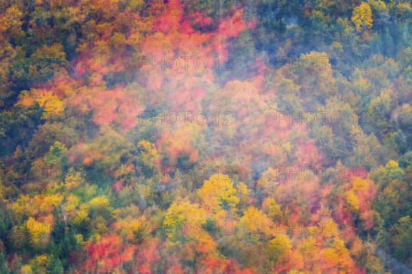 Autumn leaves, autumn colours, mixed forest, fog, autumn, Fridingen, Danube valley, Upper Danube
