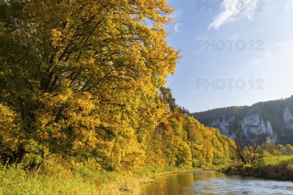 Mixed forest in autumn colours, Danube, Autumn, Danube valley, Upper Danube nature park Park,