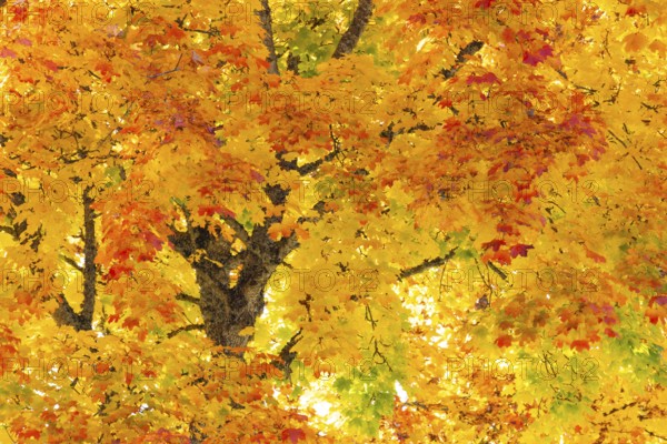 Maple tree (Acer), horse chestnut family (Hippocastanoideae), autumn colours, autumn, Dietfurt,