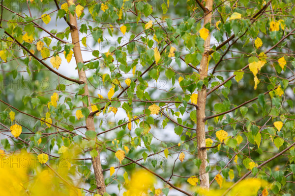 Birch (Betula), Birch family (Betulaceae), Solidago canadensis, (Solidago canadensis), Asteraceae,