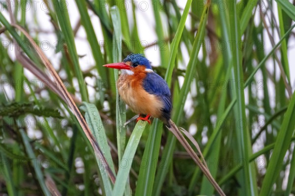 Crested Pygmy Kingfisher (Corythornis scalloped ribbonfish), bird sitting on a reed leaf, Mabamba
