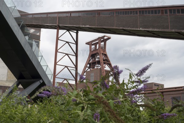 Double trestle headframe, Shaft XII, lilacs in bloom in the foreground, Zollverein Coal Mine