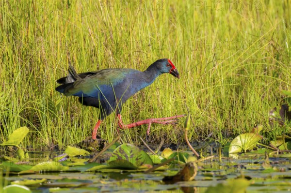 Emerald partridge (Porphyrio madagascariensis), walking on water lily pads, foraging, Mabamba