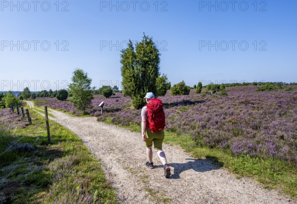 Hiker on a path through flowering heathland, heather and juniper bushes, Lüneburg Heath nature