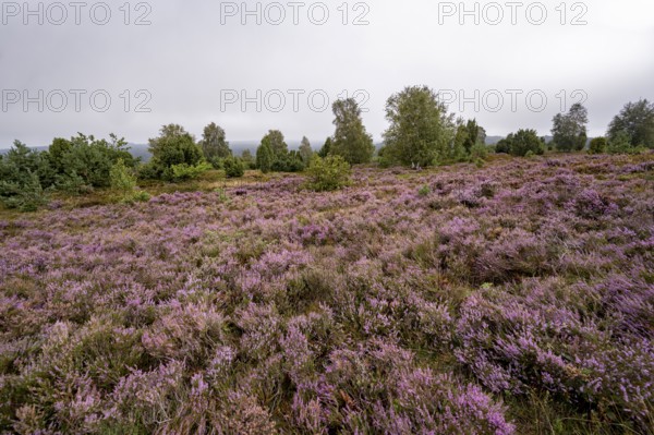 Purple flowering heath, broom heather and juniper bushes, Wilseder Berg, Lüneburg Heath nature