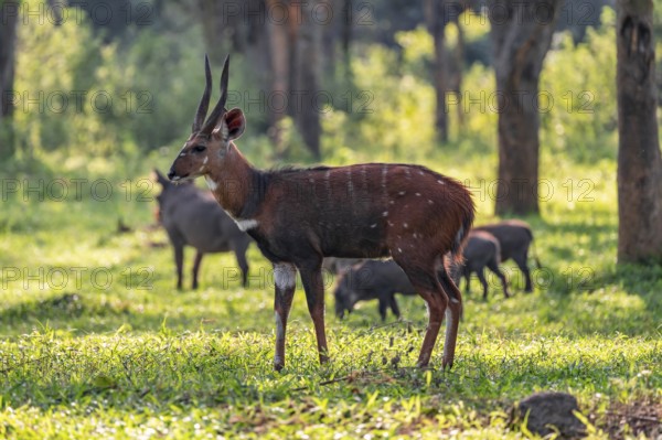 Cape bushbuck (Tragelaphus sylvaticus), Ziwa Rhino Sanctuary, Uganda