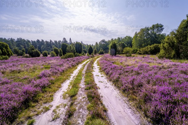 Path through purple flowering heath, heather and juniper bushes, Lüneburg Heath nature reserve,