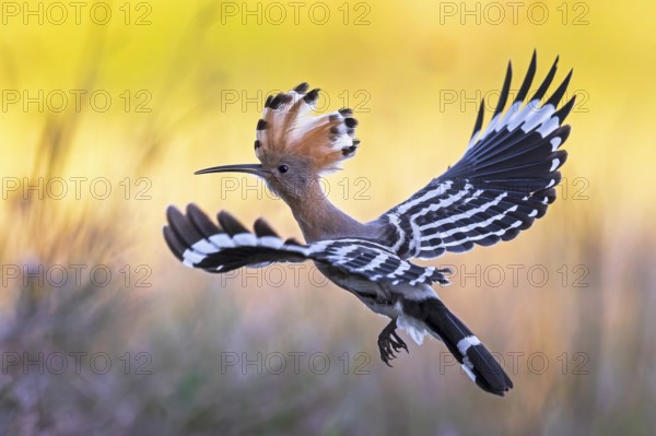 Hoopoe (Upupa epops) Bird of the Year 2022, male, female, erect canopy, sunrise, interaction,