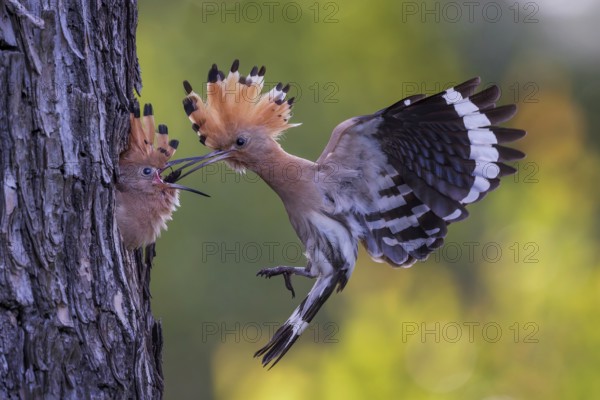 Hoopoe (Upupa epops) Bird of the Year 2022, male with food, prey, foraging, food for the young