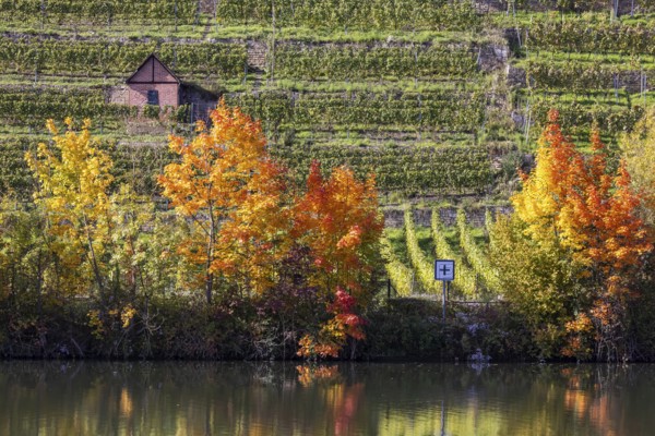 Autumn on the Neckar in Stuttgart. Vineyards of the Steinlage with colourful autumn leaves.