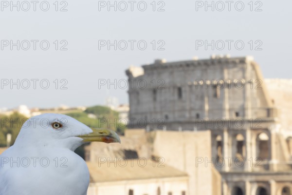 Yellow-legged gull (Larus michahellis) adult bird on an ancient city building with The Colosseum in