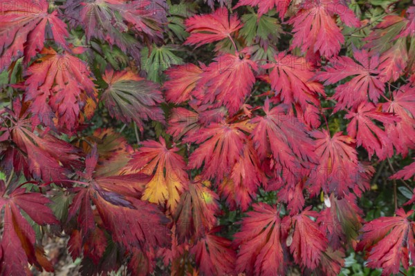 Aconite-leaved maple (Acer japonicum Aconitifolium), Emsland, Lower Saxony, Germany