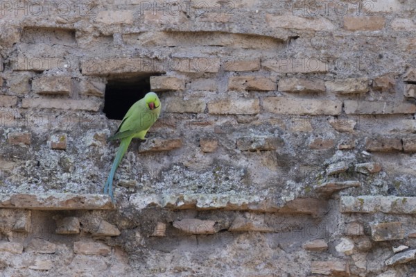 Ring-necked or Rose-ringed parakeet (Psittacula krameri) adult bird sitting by a hole in an ancient