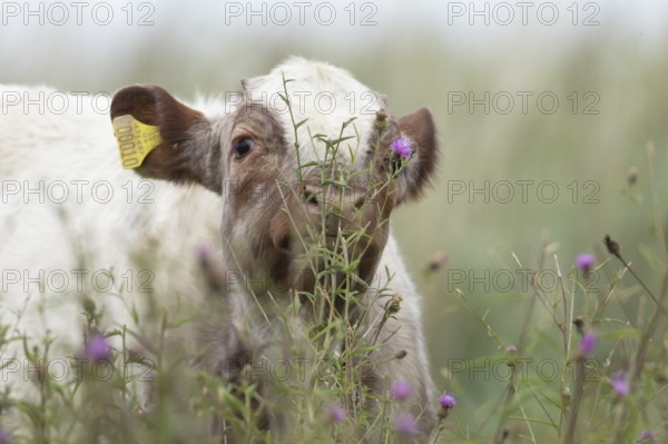 Cattle or Cow (Bos taurus) adult farm animal amongst summer wild flowers in a grass field, England,