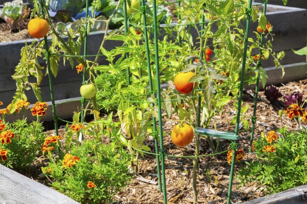 Lycopersicon esculentum - Tomato plants growing in raised wood frame garden bed in community
