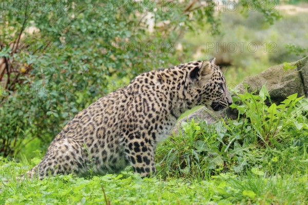 A Persian leopard cub (Panthera pardus saxicolor) sits at the edge of the forest and watches
