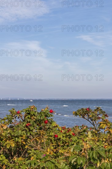 Potato rose (Rosa rugosa) on the shore of the Baltic Sea, Geltinger Birk nature reserve, Nieby,