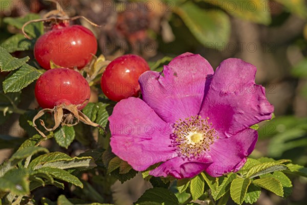 Potato rose (Rosa rugosa) on the Baltic Sea shore, rose hips, blossom, Geltinger Birk nature