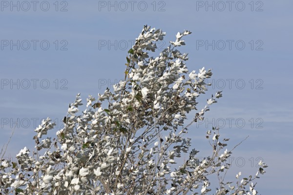 Silver poplar (Populus alba), drought, drought stress, white underside of leaves, Geltinger Birk