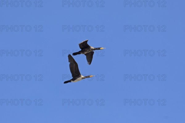 Cormorants (Phalacrocorax carbo) in flight, Geltinger Birk nature reserve, Nieby,