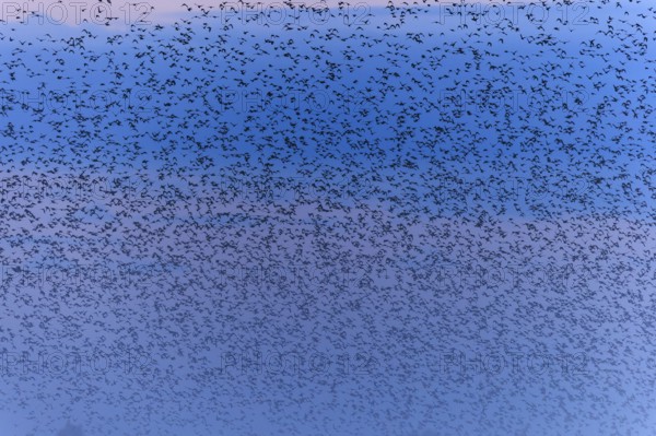 A dense flock of birds passes by in the morning mist, starling (Sturnus vulgaris), flock wildlife,
