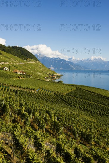 Picturesque village in the vineyards by the lake, Epesses, Lavaux, UNESCO World Heritage Site, Lake