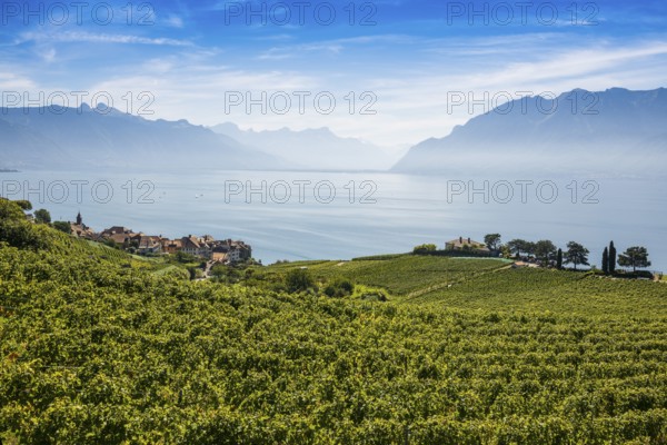 Picturesque village in the vineyards by the lake, Rivaz, Lavaux, UNESCO World Heritage Site, Lake