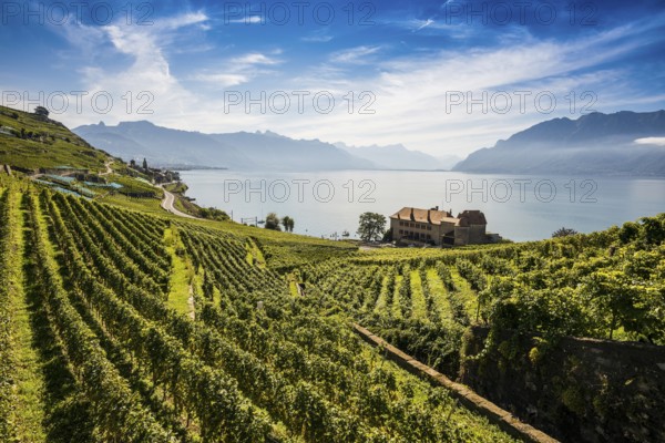 Picturesque village in the vineyards by the lake, Saint-Saphorin, Lavaux, UNESCO World Heritage