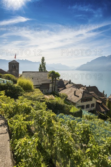 Picturesque village in the vineyards by the lake, Saint-Saphorin, Lavaux, UNESCO World Heritage