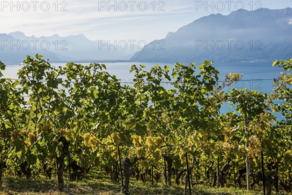 Grand Cru grapes, Rivaz, Lavaux, UNESCO World Heritage Site, Lake Geneva, Lac Léman, Canton of