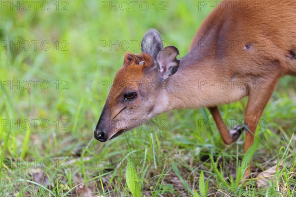 A female Red Forest Duiker (Cephalophus natalensis) stands in a green meadow, eating grass and