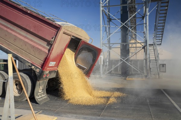 Inwood, Iowa - Newly-harvested corn is unloaded at Cooperative Farmers Elevator (CFE). The corn