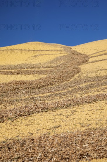 Inwood, Iowa - Newly-harvested corn is piled up at Cooperative Farmers Elevator (CFE). The pile