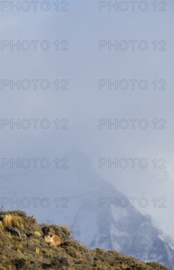 Cougar (Cougar concolor), Torres del Paine National Park, Chile, South America
